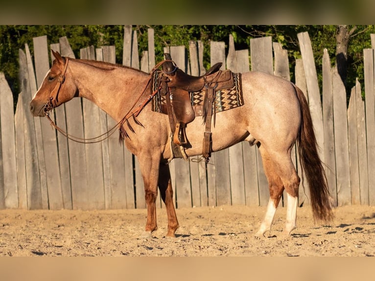 American Quarter Horse Gelding 8 years Roan-Red in Buffalo, MO