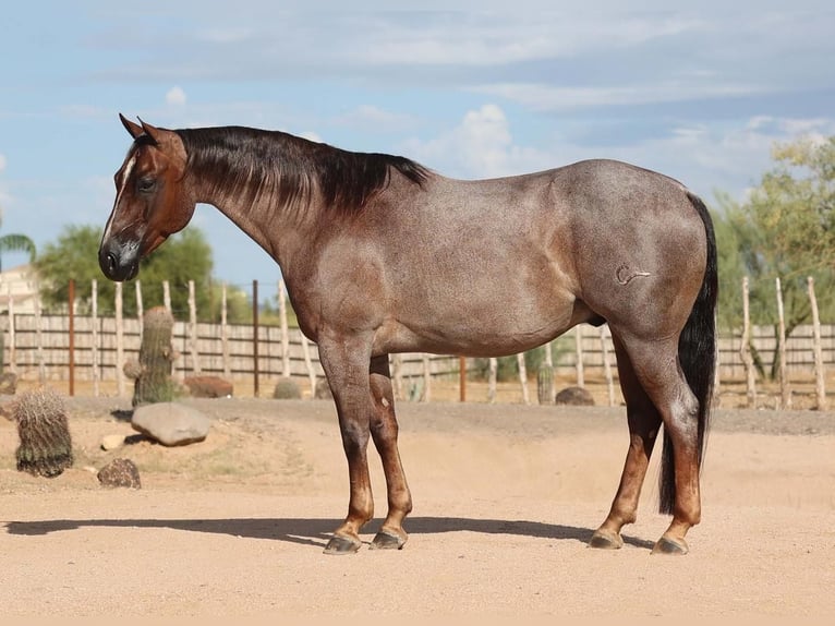 American Quarter Horse Gelding 8 years Roan-Red in Carefree, AZ