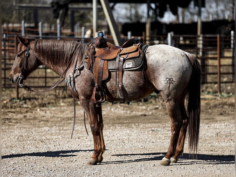 American Quarter Horse Gelding 8 years Roan-Red in Santa Fe, TN