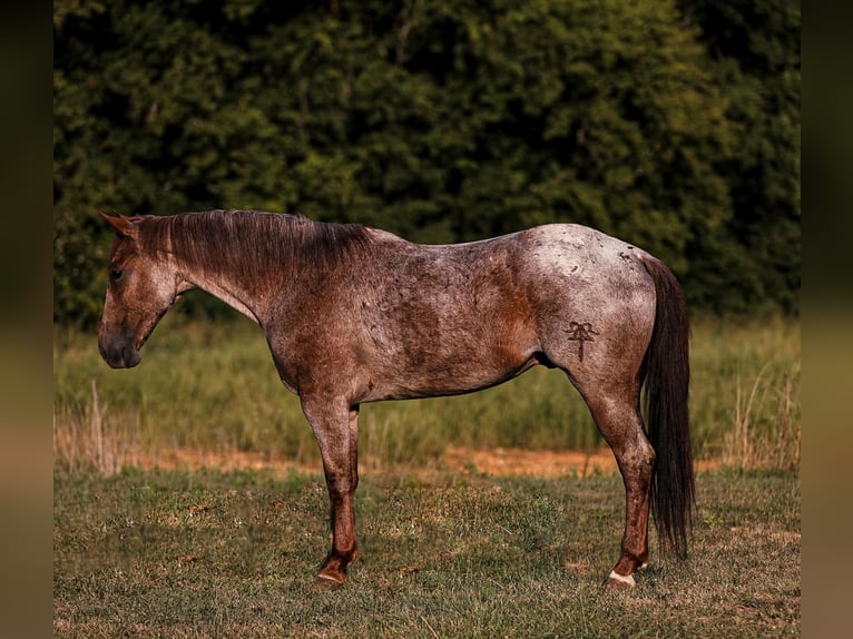 American Quarter Horse Gelding 8 years Roan-Red in Santa Fe, TN