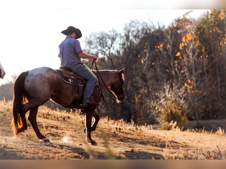 American Quarter Horse Gelding 8 years Roan-Red in Santa Fe, TN