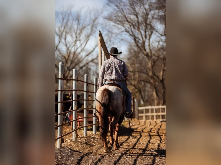 American Quarter Horse Gelding 8 years Roan-Red in Santa Fe, TN