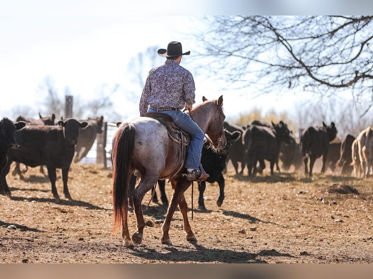 American Quarter Horse Gelding 8 years Roan-Red in Santa Fe, TN