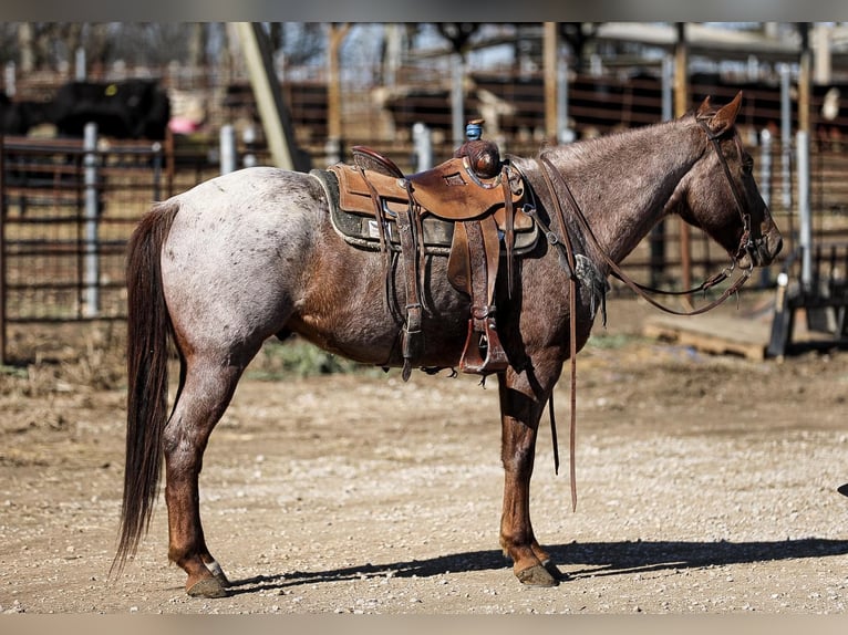 American Quarter Horse Gelding 8 years Roan-Red in Santa Fe, TN