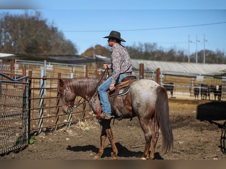 American Quarter Horse Gelding 8 years Roan-Red in Santa Fe, TN