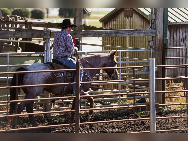 American Quarter Horse Gelding 8 years Roan-Red in Santa Fe, TN