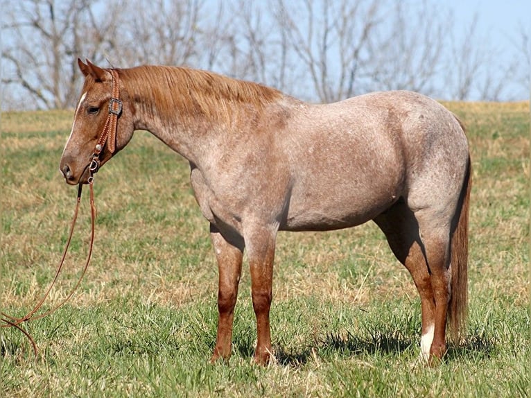 American Quarter Horse Gelding 8 years Roan-Red in Whitley city KY