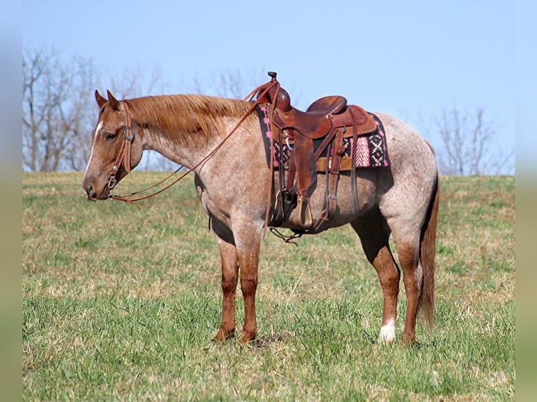 American Quarter Horse Gelding 8 years Roan-Red in Whitley city KY