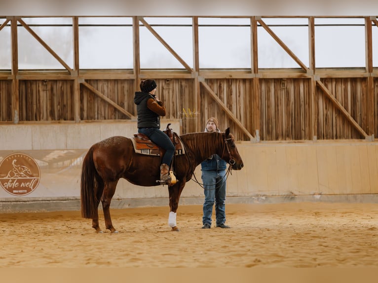 American Quarter Horse Gelding 8 years Roan-Red in Schwertberg