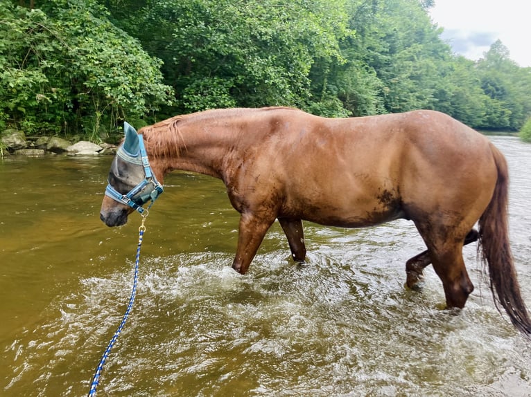 American Quarter Horse Gelding 8 years Roan-Red in Schwertberg