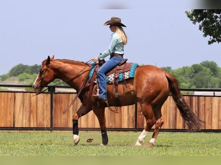 American Quarter Horse Gelding 8 years Sorrel in Jacksboro, TX