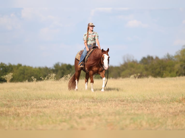 American Quarter Horse Gelding 8 years Sorrel in Mount Vernon