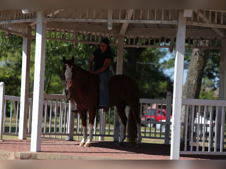 American Quarter Horse Gelding 8 years Sorrel in Mount Vernon