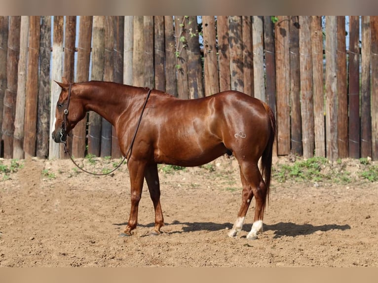 American Quarter Horse Gelding 8 years Sorrel in Joshua, TX