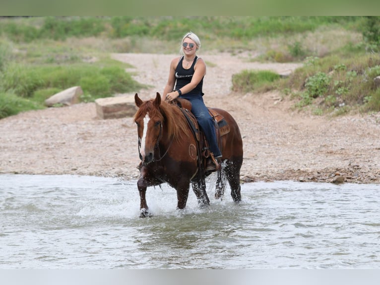 American Quarter Horse Gelding 8 years Sorrel in Mineral Wells