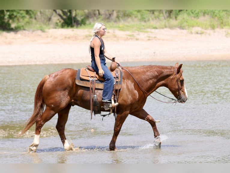 American Quarter Horse Gelding 8 years Sorrel in Mineral Wells