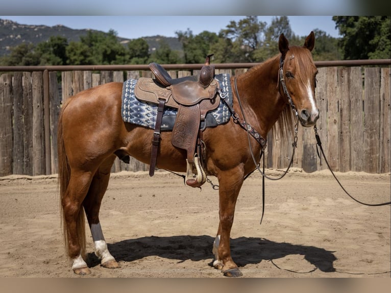 American Quarter Horse Gelding 8 years Sorrel in Murrieta, ca