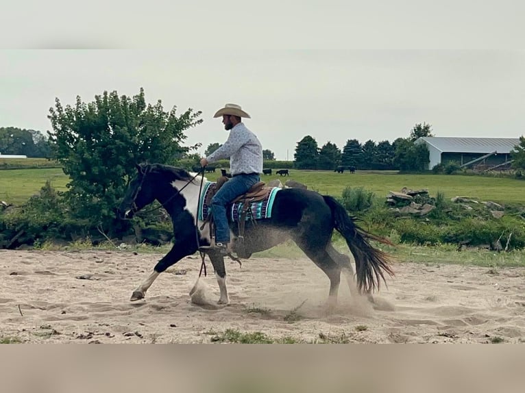 American Quarter Horse Gelding 8 years Tobiano-all-colors in Sheffield IA