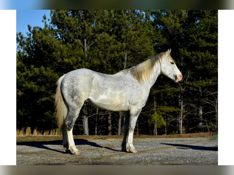 American Quarter Horse Gelding 8 years Tobiano-all-colors in Sweet Springs MO