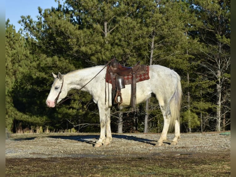 American Quarter Horse Gelding 8 years Tobiano-all-colors in Sweet Springs MO