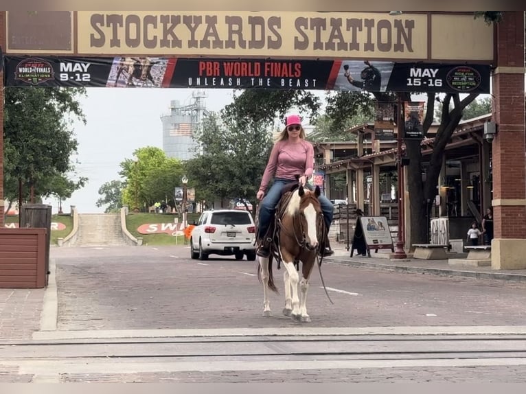 American Quarter Horse Gelding 8 years Tobiano-all-colors in Weatherford TX