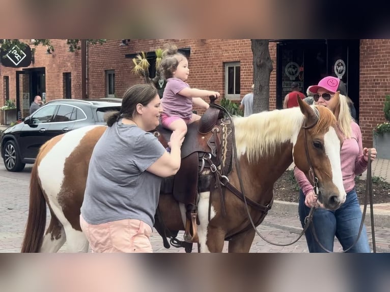 American Quarter Horse Gelding 8 years Tobiano-all-colors in Weatherford TX