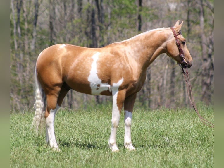 American Quarter Horse Gelding 8 years Tobiano-all-colors in Rineyville Ky