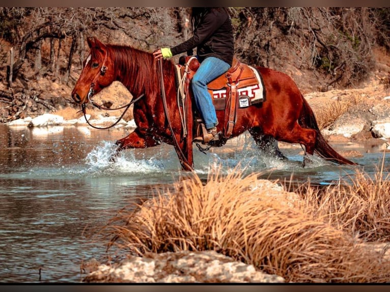 American Quarter Horse Gelding 8 years in Stephenville TX