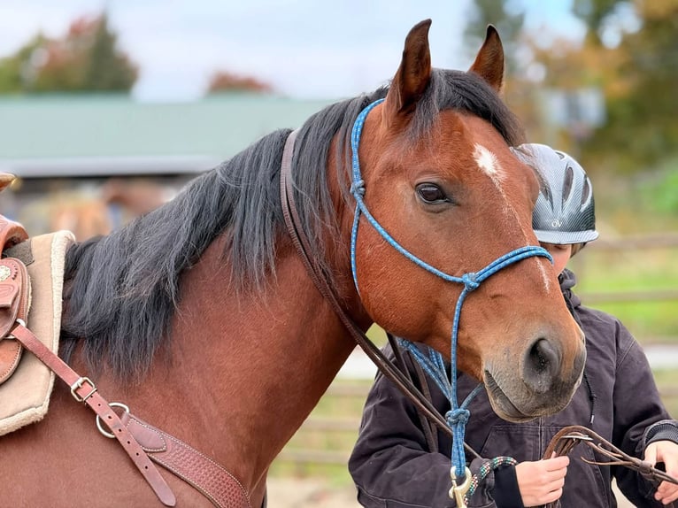 American Quarter Horse Gelding 8 years  in Boerne, TX