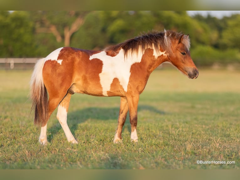 American Quarter Horse Gelding 9 years 10,3 hh Tobiano-all-colors in Weatherford TX