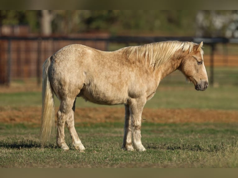 American Quarter Horse Gelding 9 years 12,2 hh Palomino in Stephenville tX
