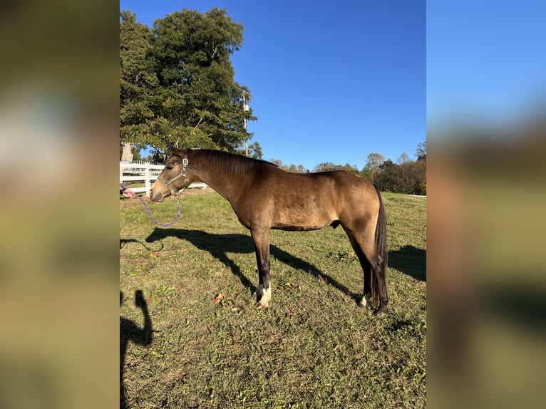 American Quarter Horse Mix Gelding 9 years 13,2 hh Buckskin in Sandston, VA