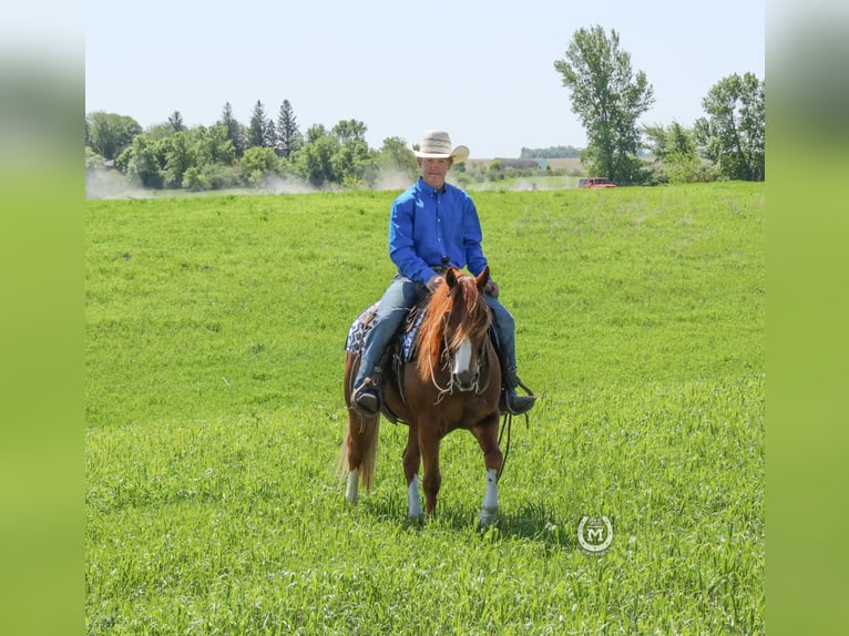 American Quarter Horse Gelding 9 years 13,2 hh Chestnut in Windom MN