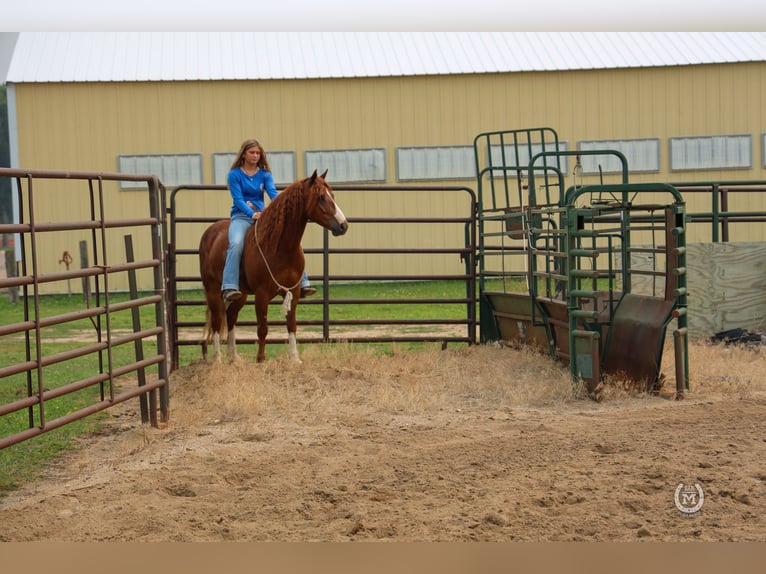 American Quarter Horse Gelding 9 years 13,2 hh Chestnut in Windom MN