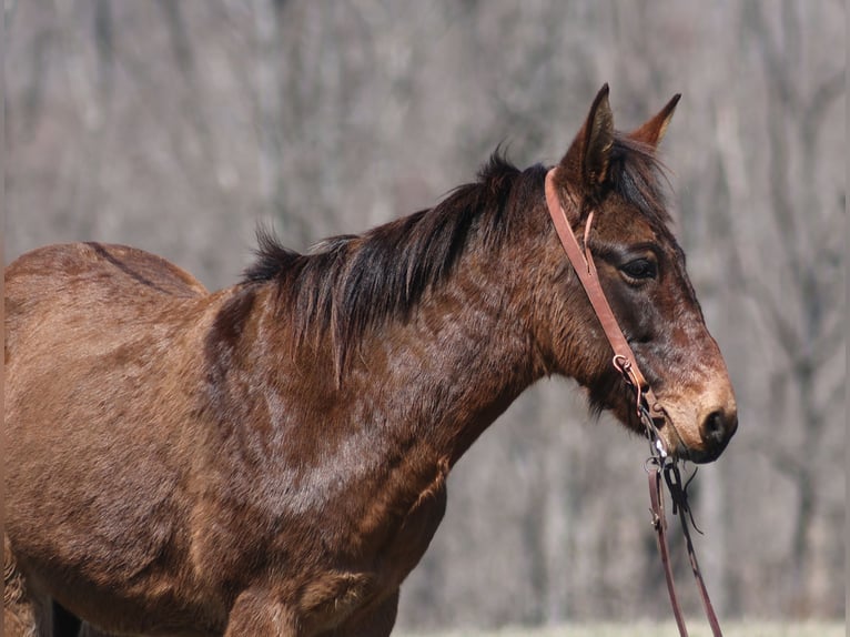 American Quarter Horse Gelding 9 years 13,2 hh Dun in Brodhead, KY