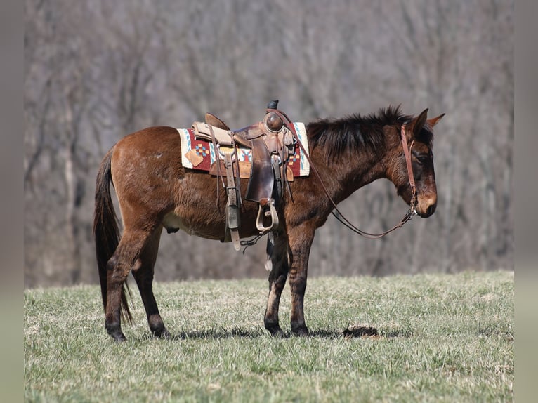 American Quarter Horse Gelding 9 years 13,2 hh Dun in Brodhead, KY