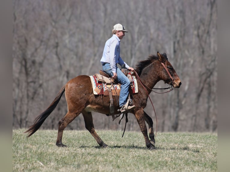 American Quarter Horse Gelding 9 years 13,2 hh Dun in Brodhead, KY