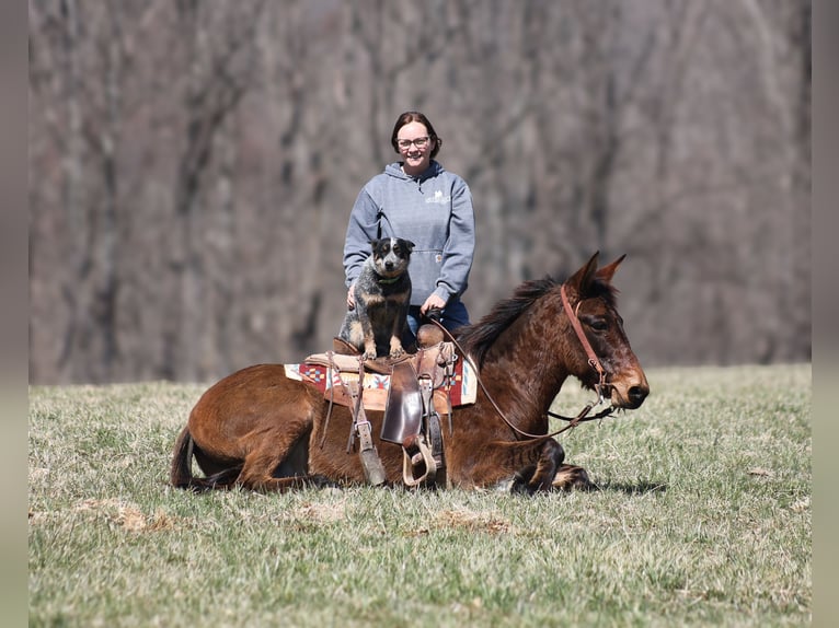 American Quarter Horse Gelding 9 years 13,2 hh Dun in Brodhead, KY