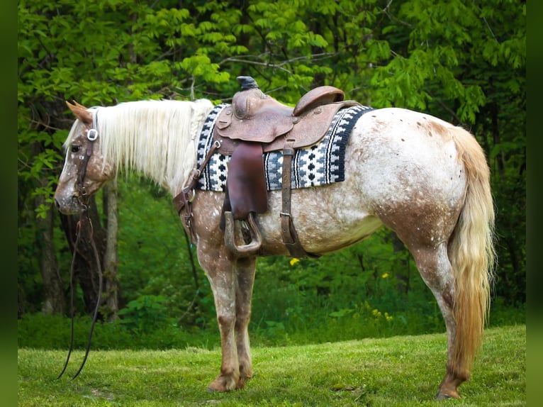 American Quarter Horse Gelding 9 years 13,2 hh Roan-Red in Dennison IL