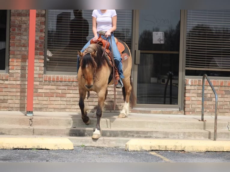 American Quarter Horse Gelding 9 years 13,3 hh Dun in Stephenville TX