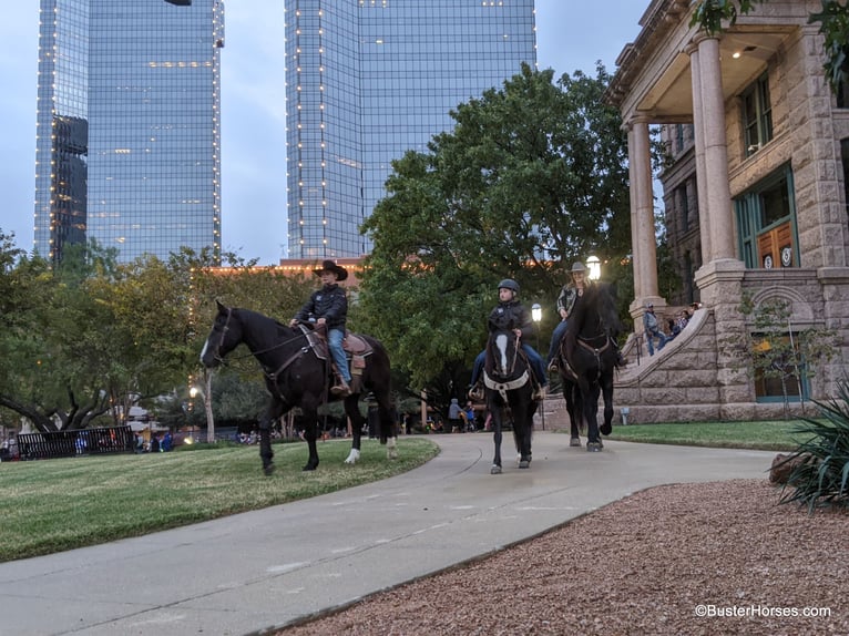 American Quarter Horse Gelding 9 years 13 hh Black in Weatherford tx