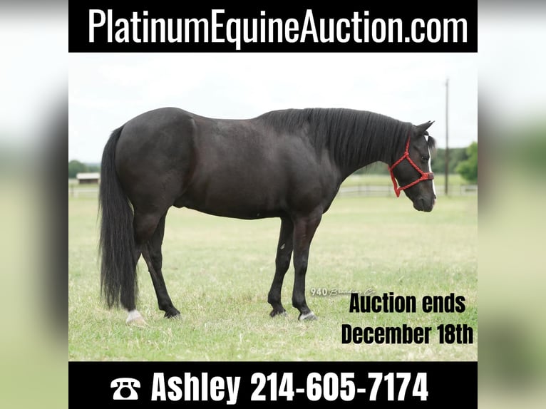 American Quarter Horse Gelding 9 years 13 hh Black in Weatherford tx