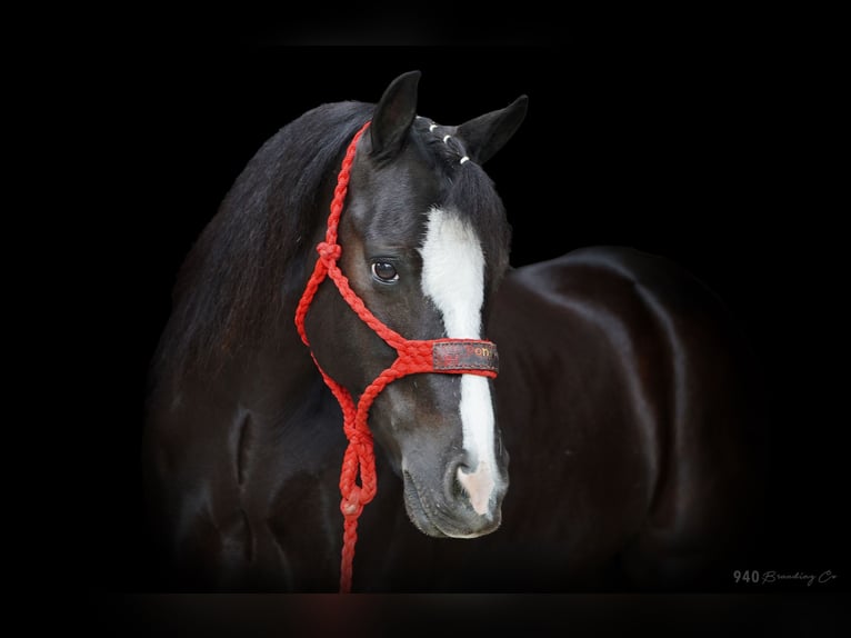 American Quarter Horse Gelding 9 years 13 hh Black in Weatherford tx