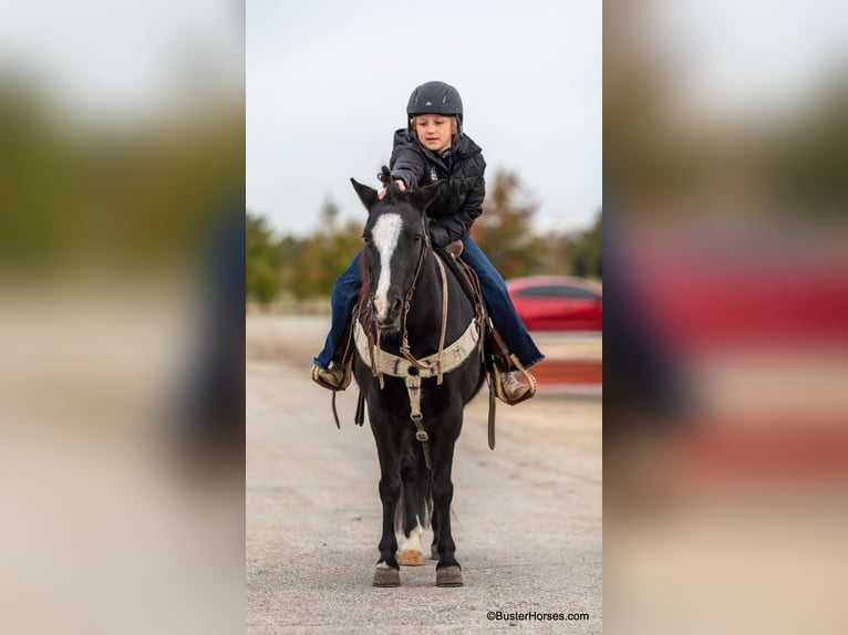 American Quarter Horse Gelding 9 years 13 hh Black in Weatherford tx