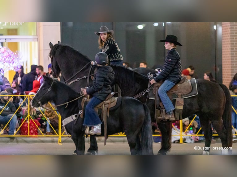 American Quarter Horse Gelding 9 years 13 hh Black in Weatherford tx