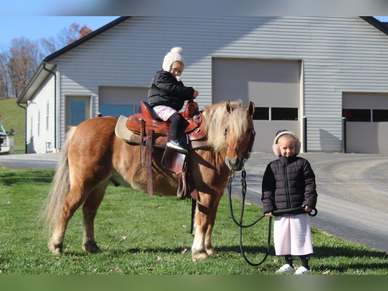 American Quarter Horse Mix Gelding 9 years 13 hh Buckskin in Millersburg