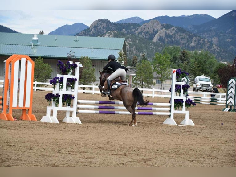 American Quarter Horse Gelding 9 years 13 hh Roan-Red in Arvada CO