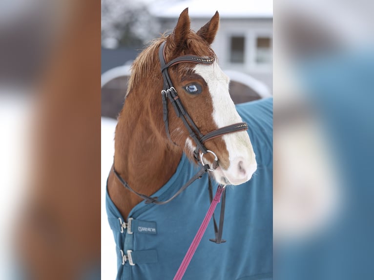American Quarter Horse Mix Gelding 9 years 13,2 hh Chestnut-Red in Dörpen