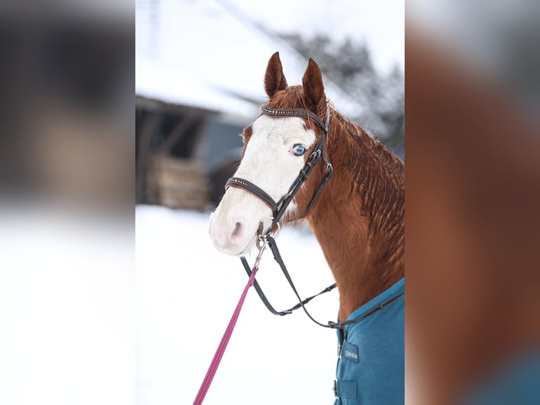 American Quarter Horse Mix Gelding 9 years 13,2 hh Chestnut-Red in Dörpen