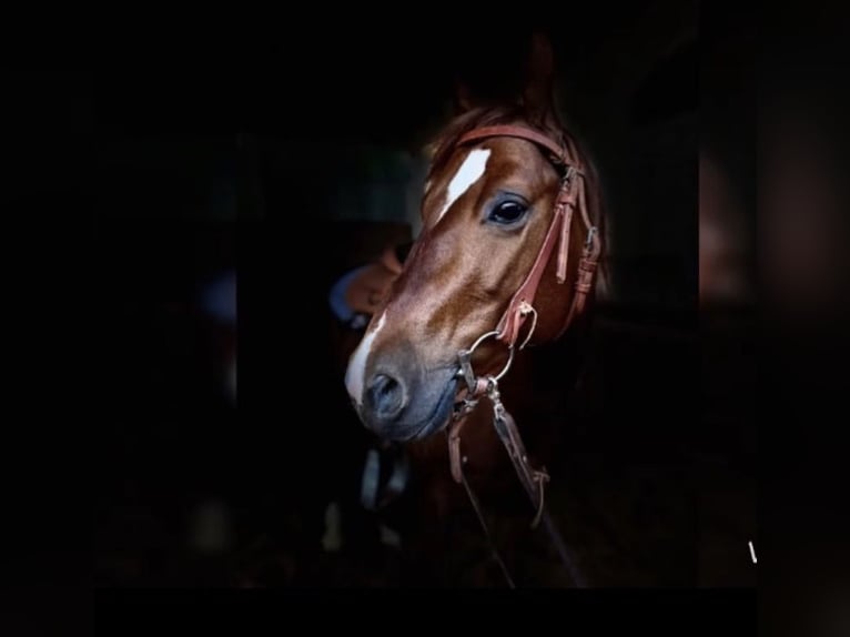 American Quarter Horse Gelding 9 years 13,2 hh Chestnut-Red in Schönberg